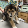 シェパードmixの赤ちゃん サムネイル2