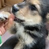 シェパードmixの赤ちゃん サムネイル5