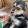 シェパードmixの赤ちゃん サムネイル6