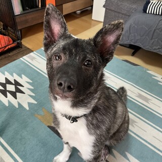 のんびり屋な男の子かなた♥️野犬にも家族を