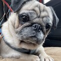 小さな美形のパグ　5歳になったばかり