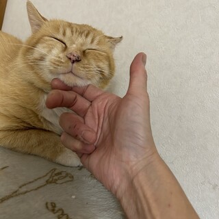 クリーム色茶白のモン太一歳未満