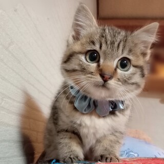 ふわもこ★毛足長めのキジトラ君！ワクチン済