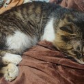 人懐っこく甘えん坊な猫ちゃんです。