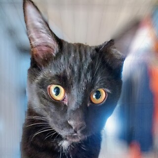 喉元の白毛のワンポイントが特徴。黒猫「ひぐらし」