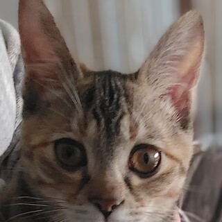 麦わら柄のお茶目な女の子「葉月(はづき)」