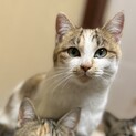 絶妙カラーな美人猫さん♡