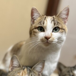 絶妙カラーな美人猫さん♡