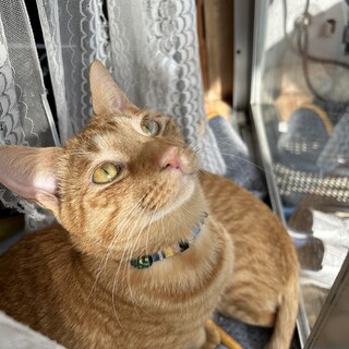 おっきくてご飯を盛り盛り食べる甘えん坊のりくちゃん