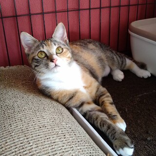 大人の階段のぼる★三毛猫ガール