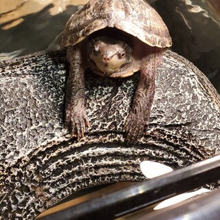 オスのミシシッピニオイガメ里親さん募集