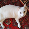 天然系★おしゃべり白猫 サムネイル2