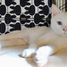 天然系★おしゃべり白猫 サムネイル4