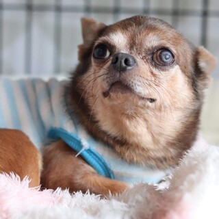 チワワ　アダモくん　里親様募集☆