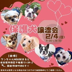 2/4(日) 南区　「わんちゃんハウスまると」で譲渡会を開催します！