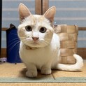 レッドポイントシャムのとっても可愛いお母さん猫