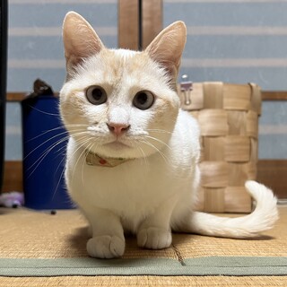 レッドポイントシャムのとっても可愛いお母さん猫