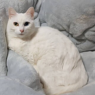 オッドアイちゃん