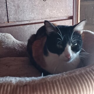 昔っぽい柄の黒三毛、１才半の小柄な子です