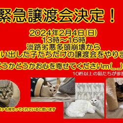 淡路劣悪多頭崩壊レスキュー譲渡会！！☆第143回猫まみれwithカーロ