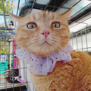 丸顔ツンデレ茶トラ女子★不妊手術済