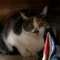10才保護ネコ　はなちゃん　里親さん募集！