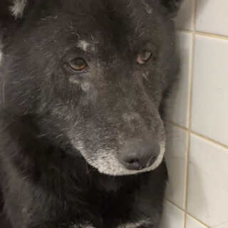 保健所収容　1月26日金曜日まで　緊急です！