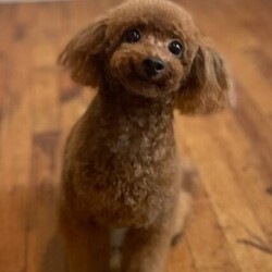 アニマルサポートわんわんわん譲渡会 サムネイル2