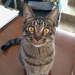 アニマルサポートわんわんわん譲渡会 サムネイル3