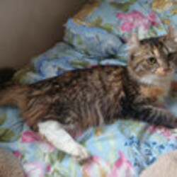 つくば 猫の里親会(屋内開催) サムネイル2