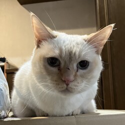 猫の譲渡会　in　名古屋市昭和生涯学習センター サムネイル2