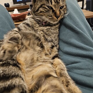 ＊至急博多市周辺で幼猫を飼ってただける方