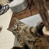 ＊至急博多市周辺で幼猫を飼ってただける方 サムネイル4