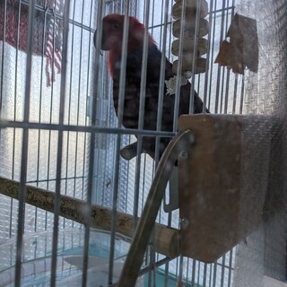 オオハナインコ♀（荒鳥）の里親様さがしています。