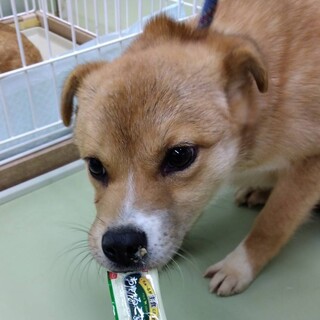 キリッとクールビューティー、子犬のせりちゃん