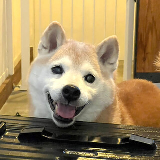 穏やかな柴犬シニア♂「ダンディくん」