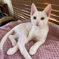 ミルクから育てたので人慣れ抜群♡ごま君2ヶ月半