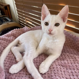 ミルクから育てたので人慣れ抜群♡ごま君2ヶ月半