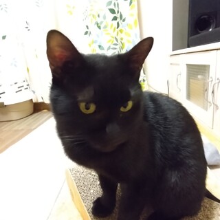 駐車場に１匹でいた全身真っ黒な黒猫ちゃん