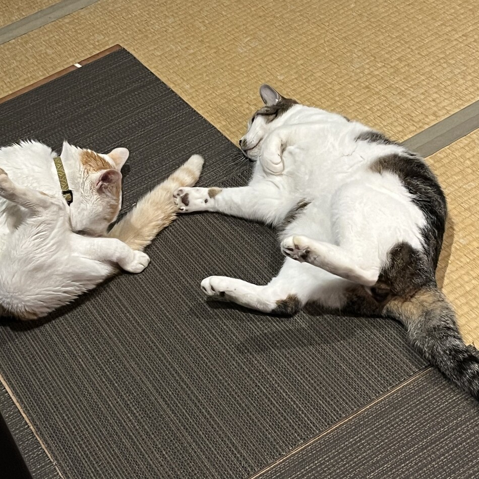 ハクのカバー写真