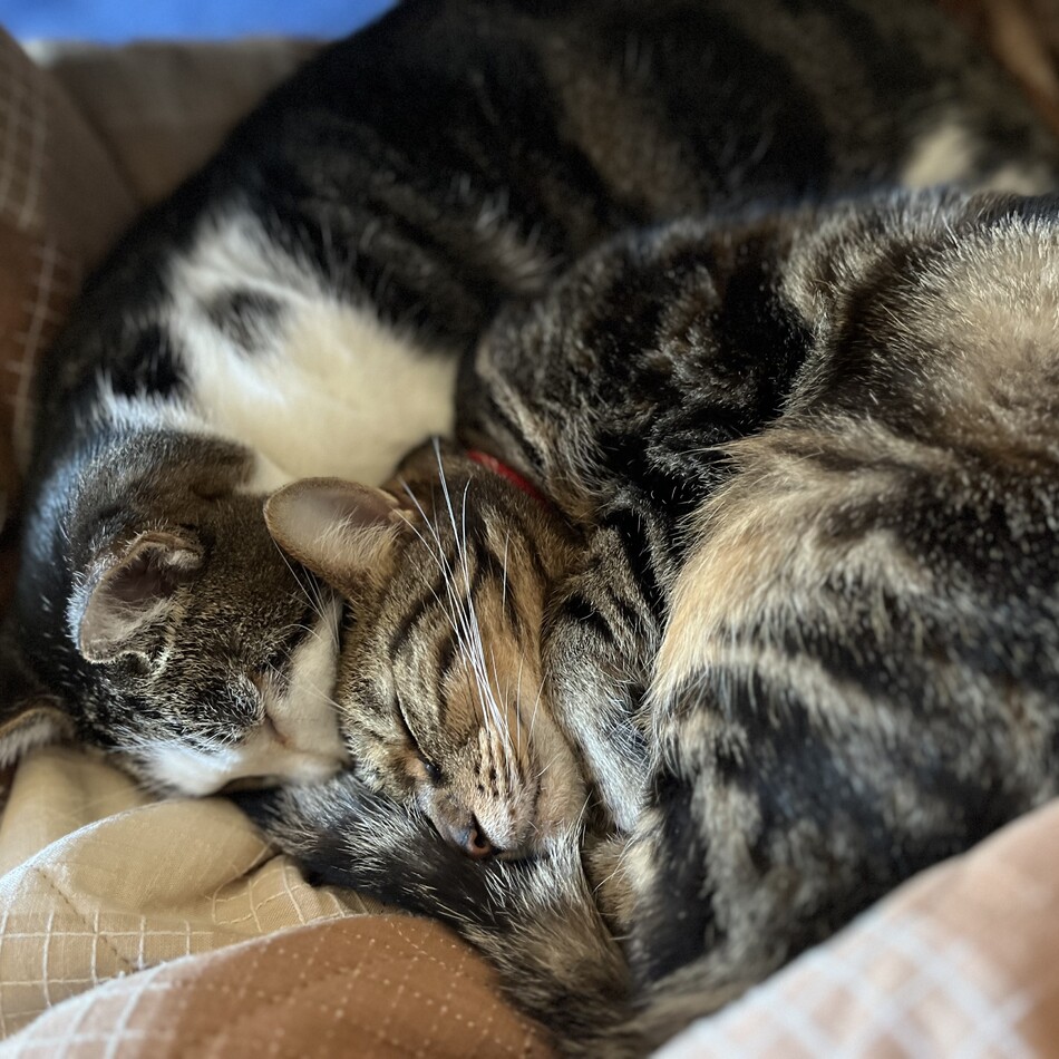 スイのカバー写真