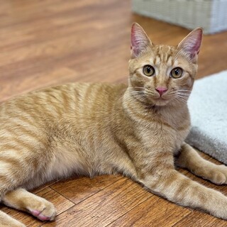 元気いっぱい！！やんちゃボーイズ☆　いよ吉♂