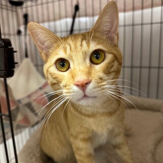 元気いっぱい！！やんちゃボーイズ☆　いよ介♂