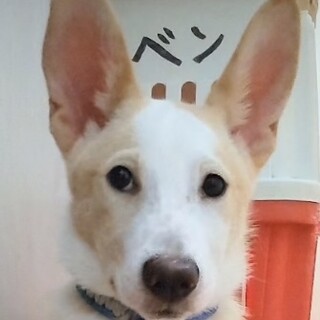 宮古島からやってきた　かんた