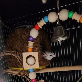 ジュウシマツ2羽