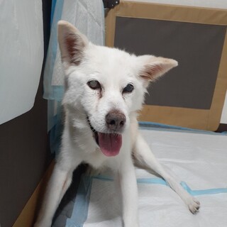 クールビューティー！あられちゃん