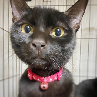 鍵しっぽがチャームポイントの食いしん坊の すず