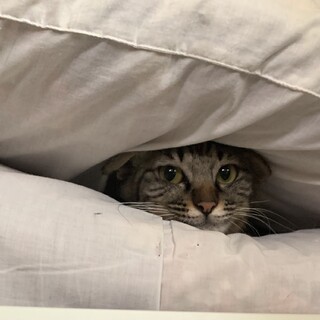 ⑩ステラ　長毛　穏やか　動画でゴロゴロ音を！