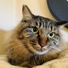 ⑩ステラ　長毛　穏やか　動画でゴロゴロ音を！ サムネイル2