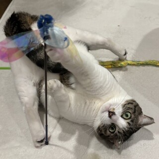 3/3譲渡会✨奄美からきたゴロゴロもっちりくん